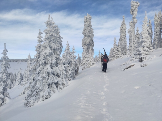 Ilustrativní obrázek příspěvku